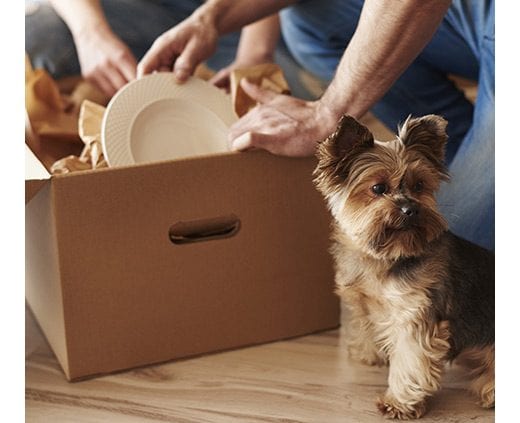 unpacking box with dog