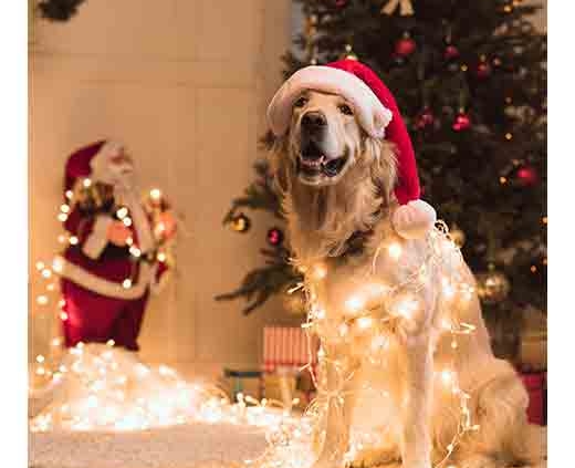 dog with Christmas lights